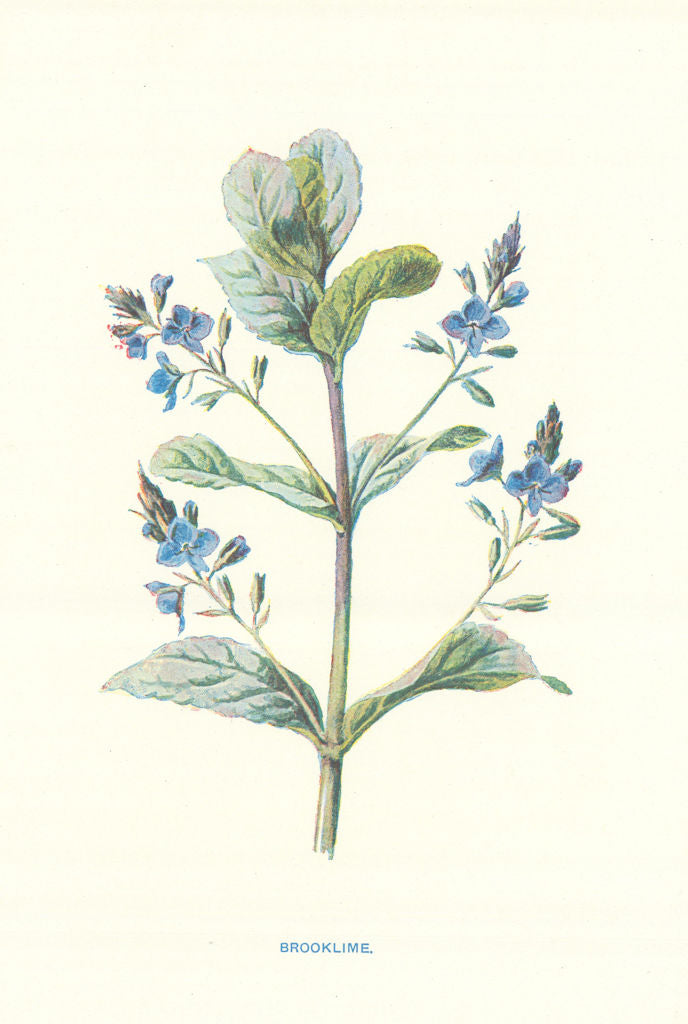 Brooklime. Wild Flowers by Frederick Edward Hulme c1895 old antique print